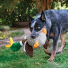 KONG Shakers™ Honkers Ente Abbildung 3