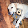 KONG Wild Knots Bears Abbildung 3