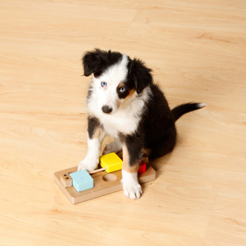 weitere Abbildung Karlie Doggy Brain Train Rocky