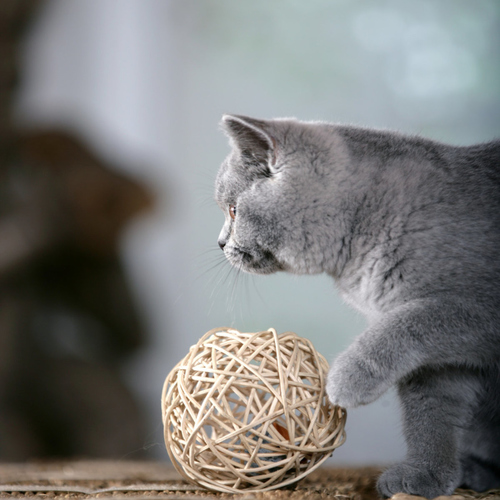 weitere Abbildung Karlie Mouseball