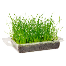 Abbildung Karlie Nagergras Vital Bio