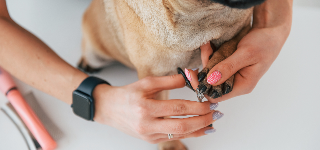 Krallenpflege bei Hunden: Warum sie so wichtig ist und wie du sie richtig machst