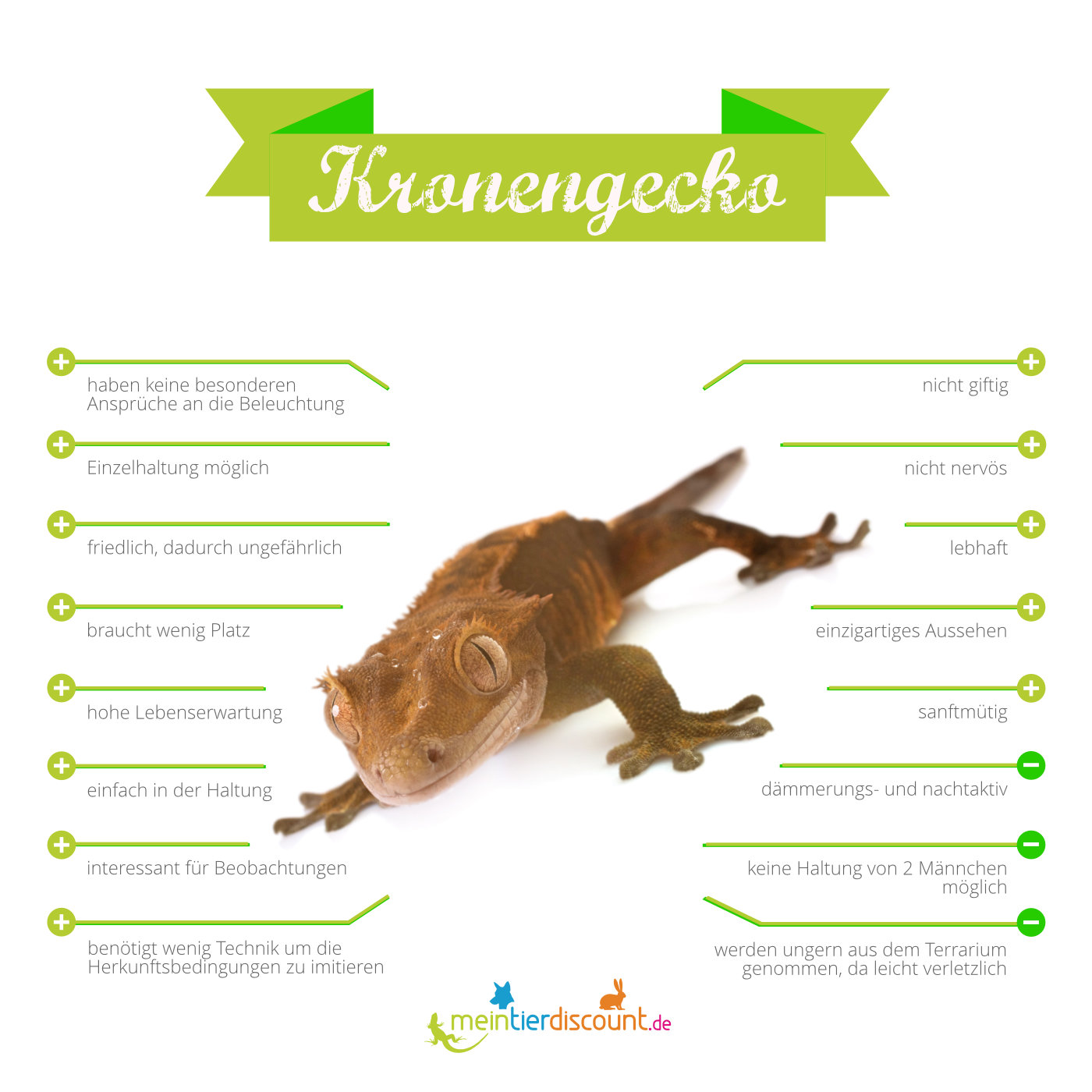 Kronengecko