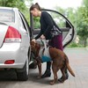 Kurgo Hebehilfe / Up & About Dog Lifter blue/charcoal Abbildung 2