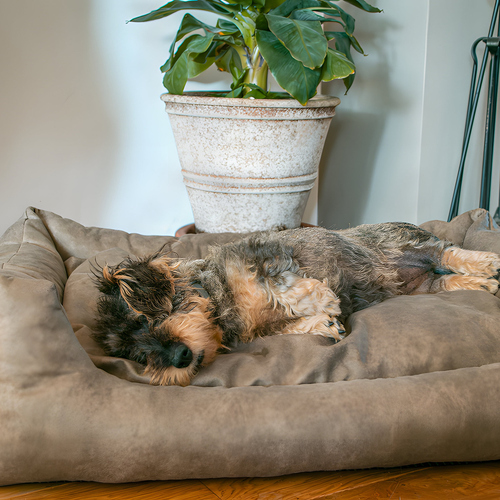 weitere Abbildung Lets Sleep Sweet Dreams Hundebett mit Kissen taupe