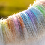 Regenbogen-Einhorn-Kreide für Pferdemähne, Abbildung 10