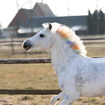 Regenbogen-Einhorn-Kreide für Pferdemähne, Abbildung 12