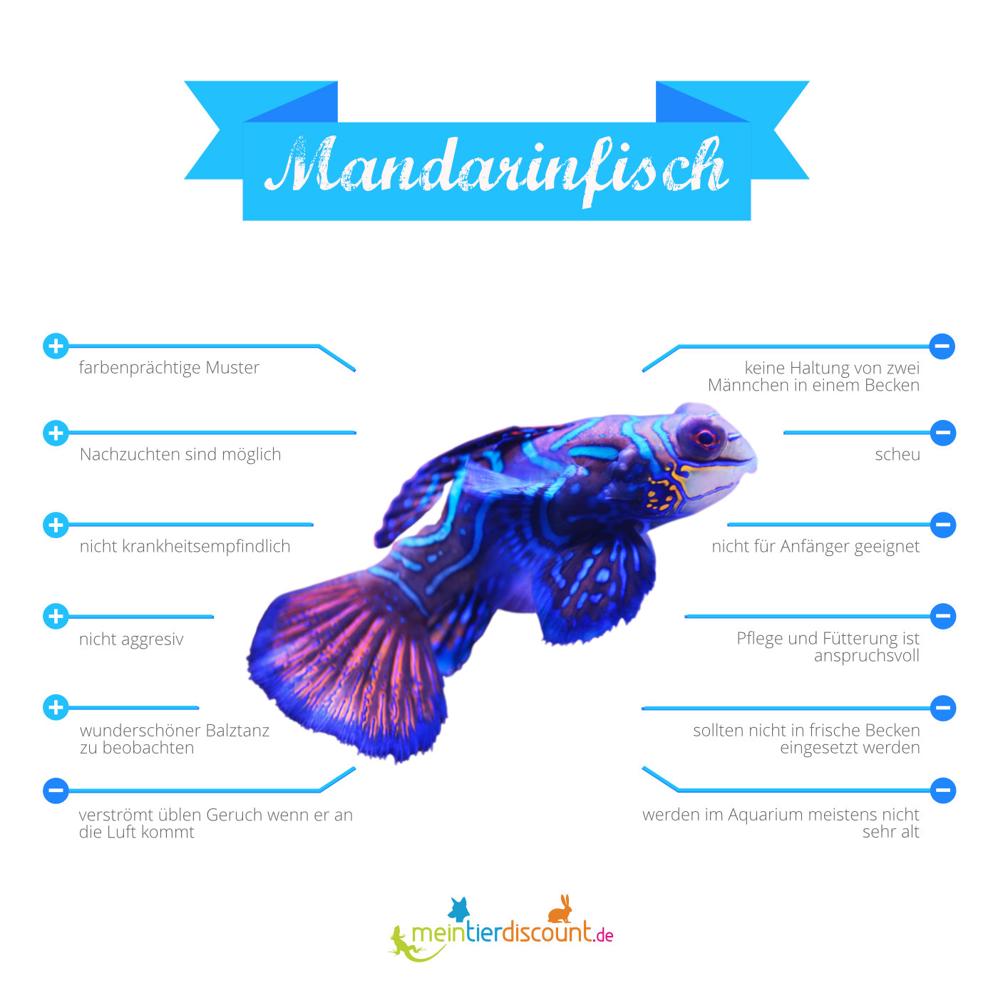 Mandarinfisch