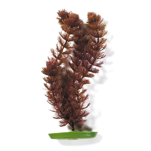 Marina Aquariumpflanze Aquascaper Foxtail