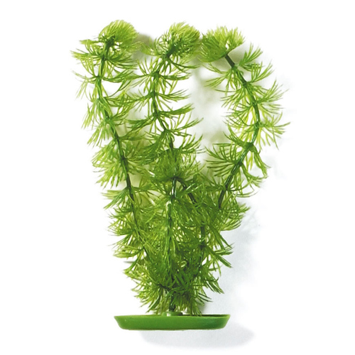Marina Aquariumpflanze Aquascaper Hornwort