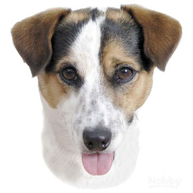 Abbildung Nobby Aufkleber Jack Russell Terrier mit Zunge