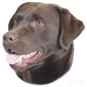 Abbildung Nobby Aufkleber Labrador braun