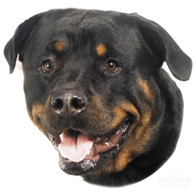 Abbildung Nobby Aufkleber Rottweiler