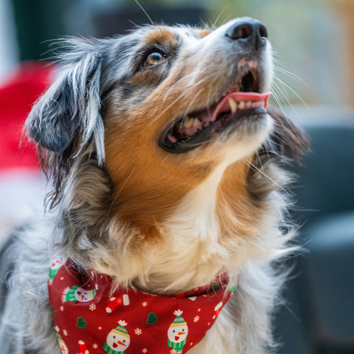 weitere Abbildung Nobby Halsband mit Tuch Xmas
