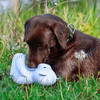 Nobby Hundespielzeug Eisbär Floating weiß Abbildung 2