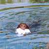 Nobby Hundespielzeug Eisbär Floating weiß Abbildung 3