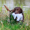 Nobby Hundespielzeug Eisbär Floating weiß Abbildung 4