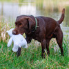 Nobby Hundespielzeug Eisbär Floating weiß Abbildung 5