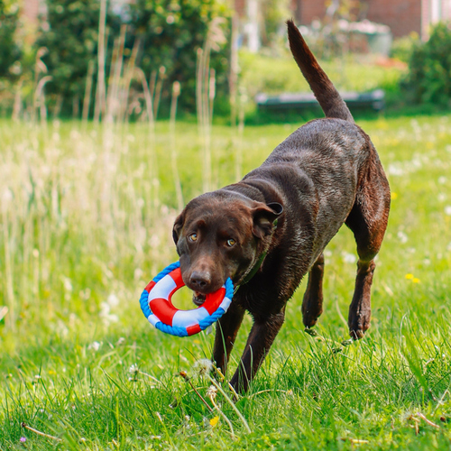 weitere Abbildung Nobby Hundespielzeug Rettungsring mit Seil Floating