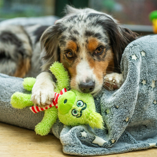 weitere Abbildung Nobby Hundespielzeug Xmas Plsch Grimo klein grn