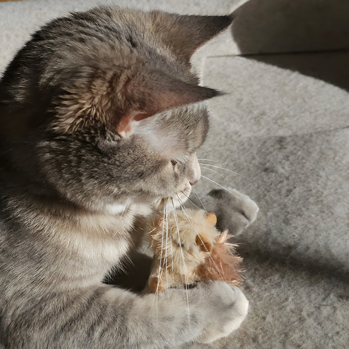 weitere Abbildung Nobby Katzenspielzeug Eichhrnchen