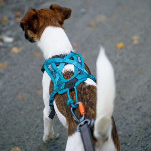 weitere Abbildung Non stop dogwear Geschirr Rush Harness teal