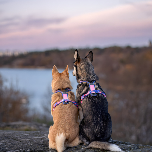 weitere Abbildung Non stop dogwear Hundegeschirr Line Harness 5.0 Rachel Pohl Edition purple/pink