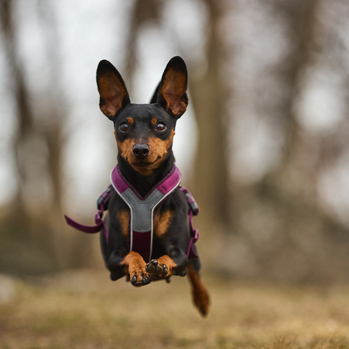weitere Abbildung Non stop dogwear Hundegeschirr Line Harness 5.0 lila