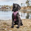 Non stop dogwear Hundegeschirr Ramble Harness lila Abbildung 2