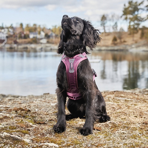 weitere Abbildung Non stop dogwear Hundegeschirr Ramble Harness lila