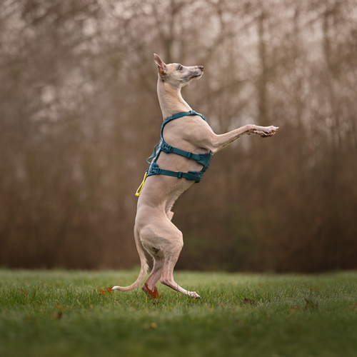 weitere Abbildung Non-stop dogwear Hundegeschirr Ramble Harness long blau