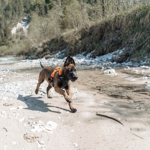 weitere Abbildung Non-stop dogwear Hundegeschirr Ramble Harness orange/schwarz