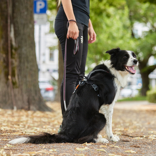 weitere Abbildung Non-stop dogwear Hundeleine Move Leash lila