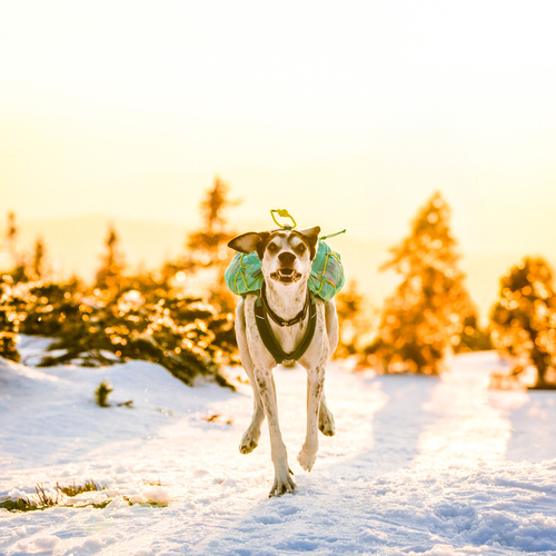 weitere Abbildung Non-stop dogwear Hunderucksack Trail Light Dog Backpack teal