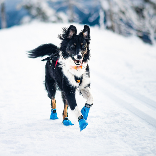 weitere Abbildung Non-stop dogwear Hundeschuhe Longdistance Booties blau - 4er Pack