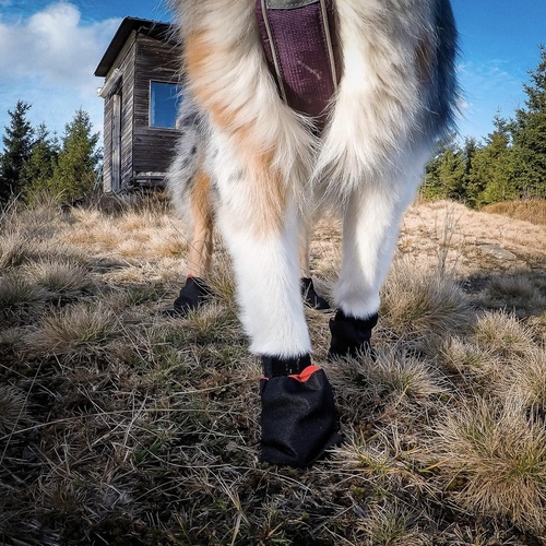 weitere Abbildung Non-stop dogwear Hundesocken Solid Socks