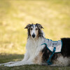 Non stop dogwear Kühlweste Cooling Vest hellgrau/blau Abbildung 4