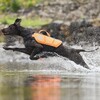 Non stop dogwear Schwimmweste Protector Life Jacket schwarz/orange Abbildung 5