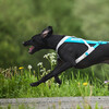 Non stop dogwear Zuggeschirr Freemotion Harness 5.0 blau/grau Abbildung 2
