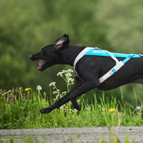 weitere Abbildung Non stop dogwear Zuggeschirr Freemotion Harness 5.0 blau/grau