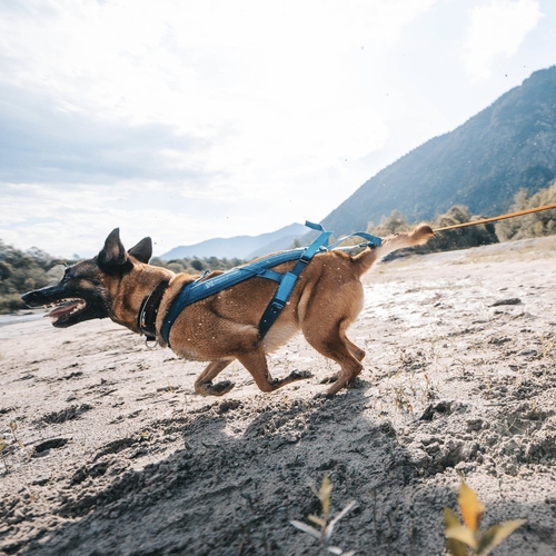 weitere Abbildung Non stop dogwear Zuggeschirr Freemotion Harness 5.0 trkis