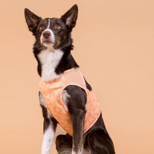 weitere Abbildung PAIKKA Hunde Khlweste 