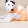 PAIKKA Hunde Kühlweste "Cool Vest" pfirsich Abbildung 3