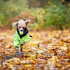 PAIKKA Hunde Regen Overall Neon leicht & reflektierend "Rain Suit neon“ gelb Abbildung 3