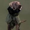 PAIKKA Hunde Regenmantel leicht & reflektierend "Visibility Raincoat Lite“ grün Abbildung 3