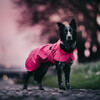 PAIKKA Hunde Regenmantel leicht & reflektierend "Visibility Raincoat Lite" pink Abbildung 4