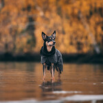 Hunde Regenmantel reflektierend 