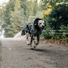 PAIKKA Hunde Regenmantel reflektierend "Visibility Raincoat" green leo Abbildung 4