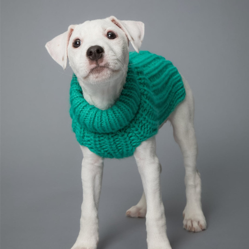 weitere Abbildung PAIKKA Hunde Strickpullover 