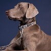PAIKKA Hundeleine "Glow Leash" 2.0 Abbildung 3
